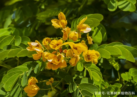 无论从药用还是观赏,这种植物都是值得大家了解 第6张 无论从药用还是观赏,这种植物都是值得大家了解 第6张